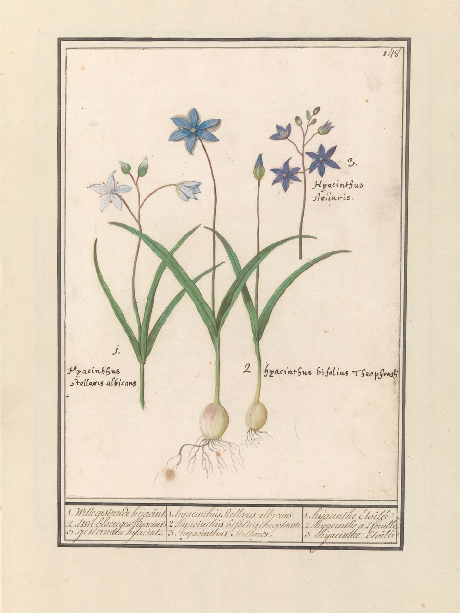 sterhyacint (Scilla) 1. Witte je včera jesternde. 2. Twee blaerigen hidacint. 3. Včera unesli. / 1. Hyacinthus Stellaris albicans 2. Hyacinthus bifolius Theophrastus 3. Hyacinthus Stellaris. / 1. hyacint Etoilée 2. hyacint a 2 feuille 3 hijac od Anselmus Boëtius de Boodt