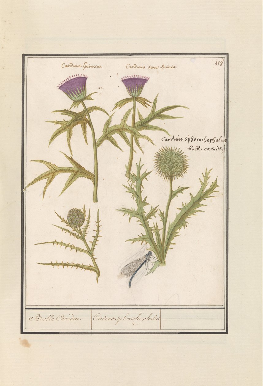 Bodlák (Carduus) a artyčok (Cynara cardunculus) Distel (bodlák) a artisjok (Cynara cardunculus) Boll Caerden / Cardius Spheroche-phalus (název na objektu) od Anselmus Boëtius de Boodt