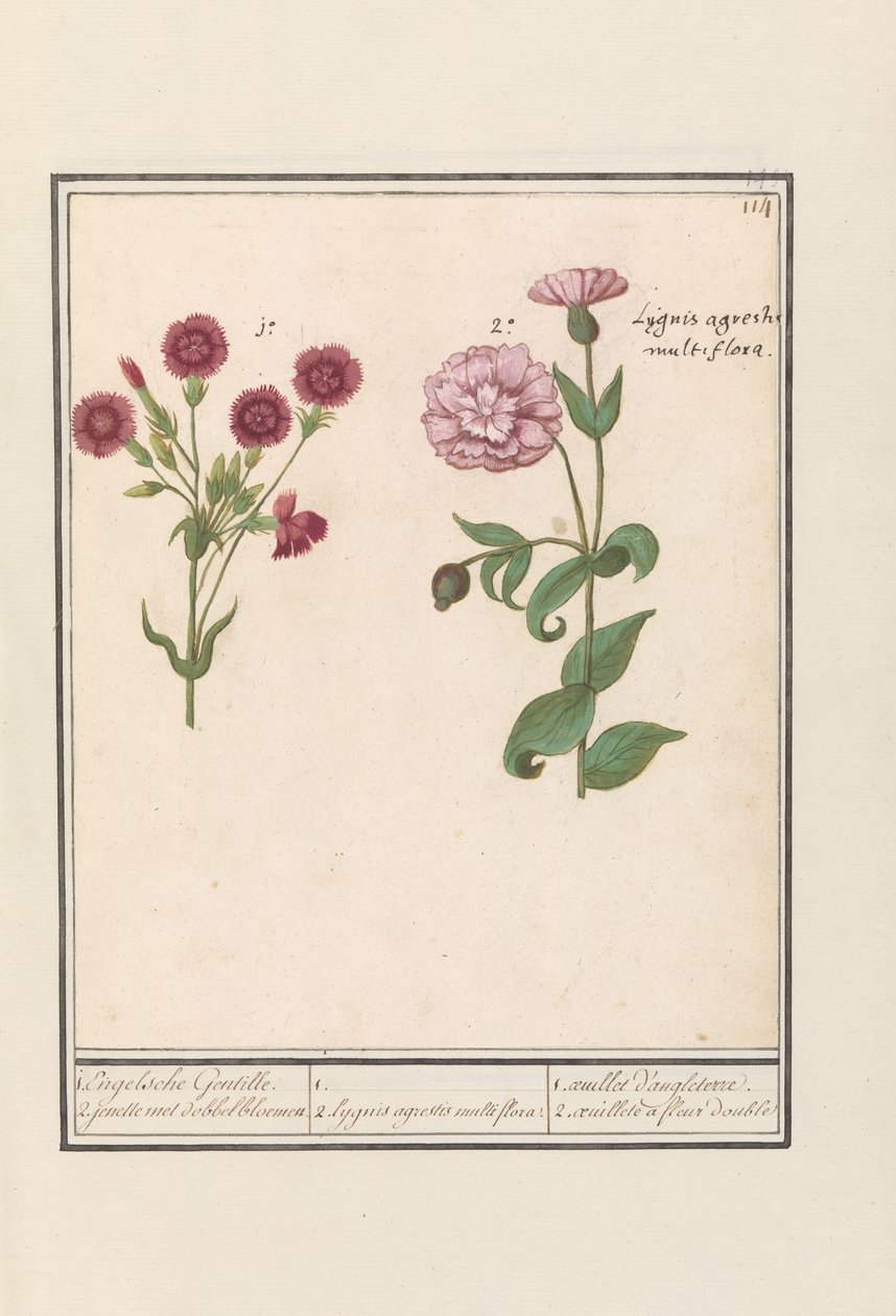 Dva karafiáty (Dianthus) 1. Anglický Gentille. 2. jenelle s kostkovými květy / 1. 2. Lygnis agrestis multiflora. / 1. oeuillet d