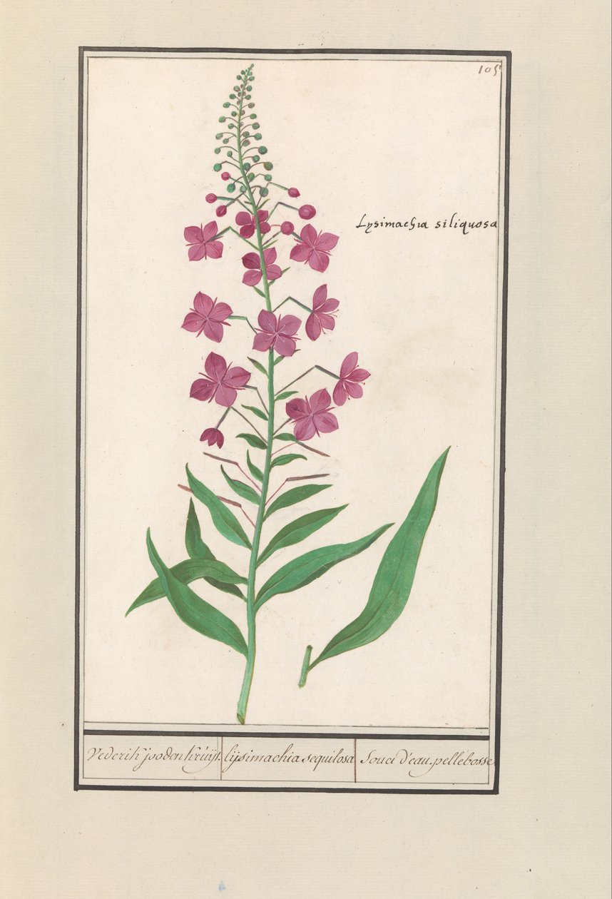 Fireweed (Chamerion angustifolium) Opět Židé Kruyt. / lysimachia sequilosa / Souci d