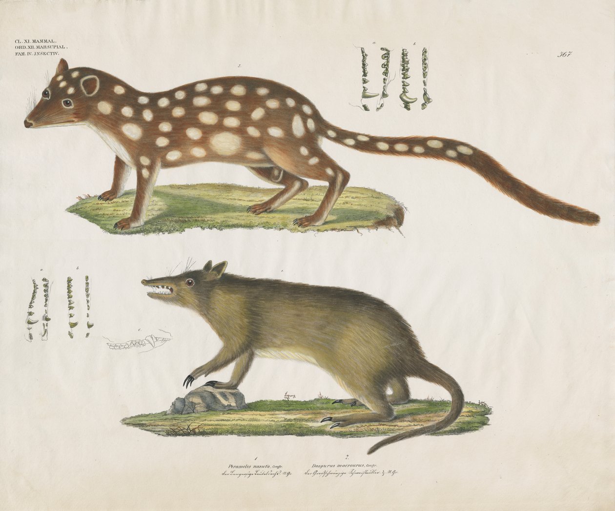 Australští vačnatci s anatomickými detaily (ručně kolorovaná litografie) od Anstalt Arnz & Co.