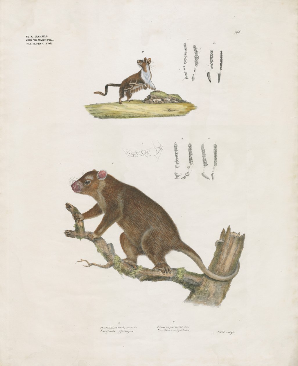Australští vačnatci s detaily chrupu (ručně kolorovaná litografie) od Anstalt Arnz & Co.