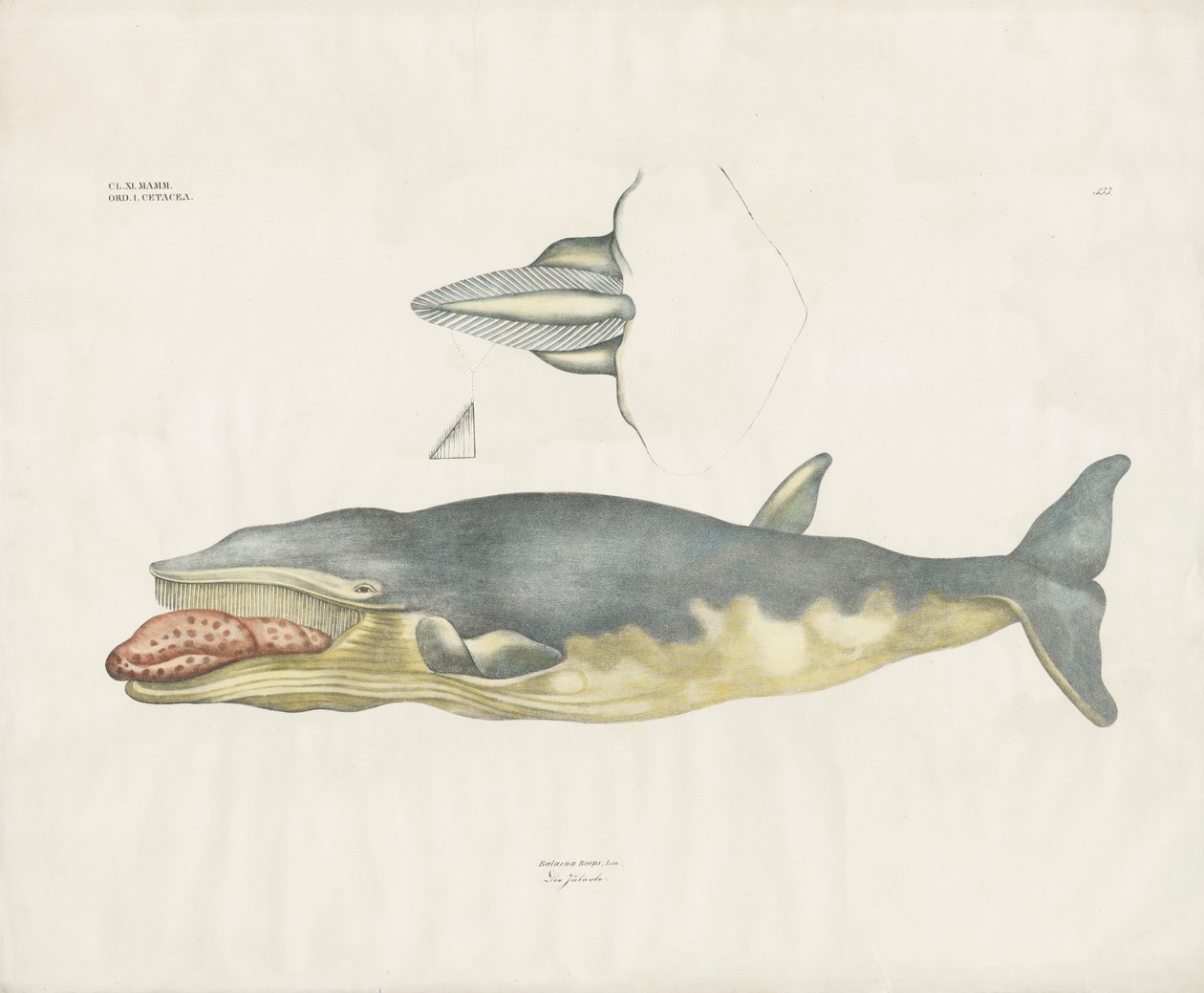 Velryba grónská s anatomickými detaily (ručně kolorovaná litografie) od Anstalt Arnz & Co.