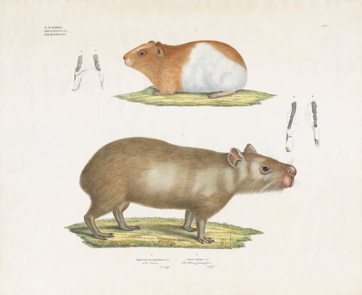 Morče a kapybara se zubními ilustracemi (ručně kolorovaná litografie) od Anstalt Arnz & Co.