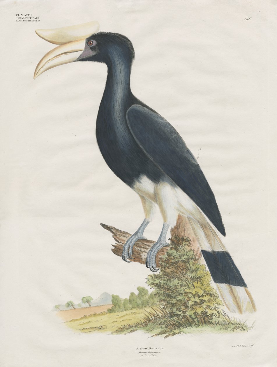 Zoborožec (ručně kolorovaná litografie) od Anstalt Arnz & Co.