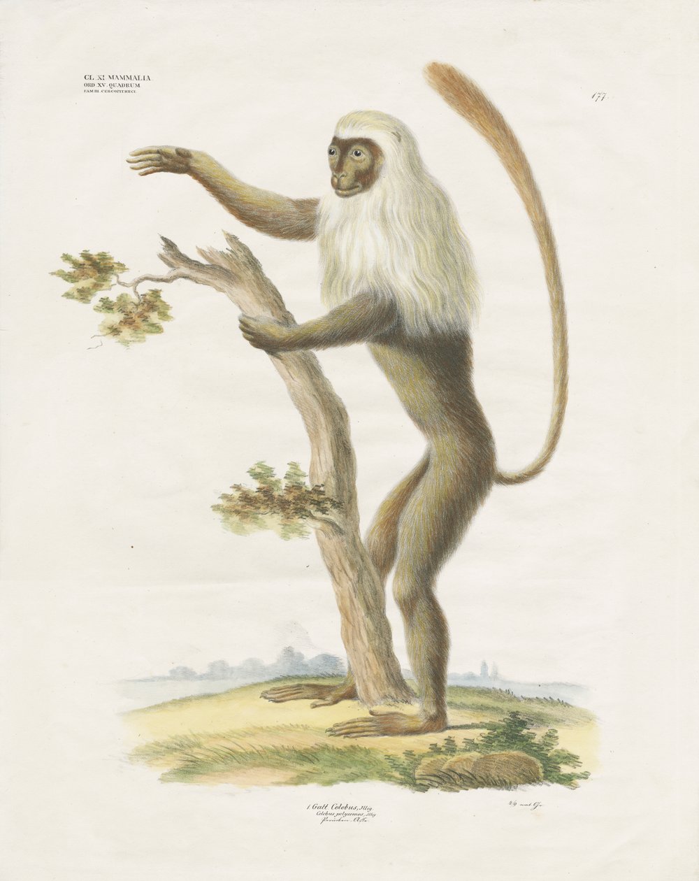 Stříbřitý Lutung na stromě (ručně kolorovaná litografie) od Anstalt Arnz & Co.