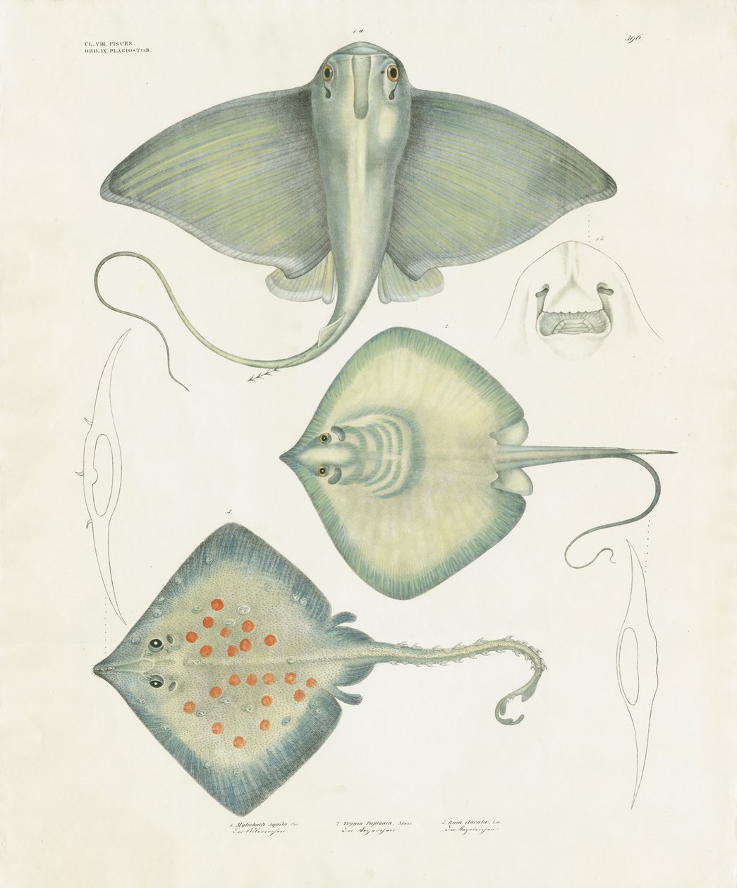 Různé druhy paprsků s anatomickými detaily (ručně kolorovaná litografie) od Anstalt Arnz & Co.