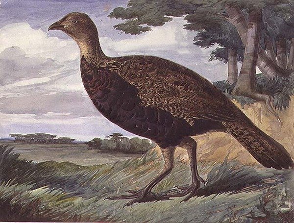 Bažant a Greyhen Hybrid (akvarel na papíře) od Anthony Frederick Augustus Sandys