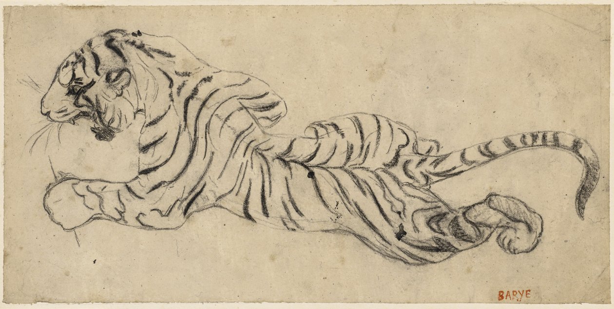 Tigre (Tiger), c.1835 (černá křída na pauzovacím papíru, připevněná k desce) od Antoine Louis Barye
