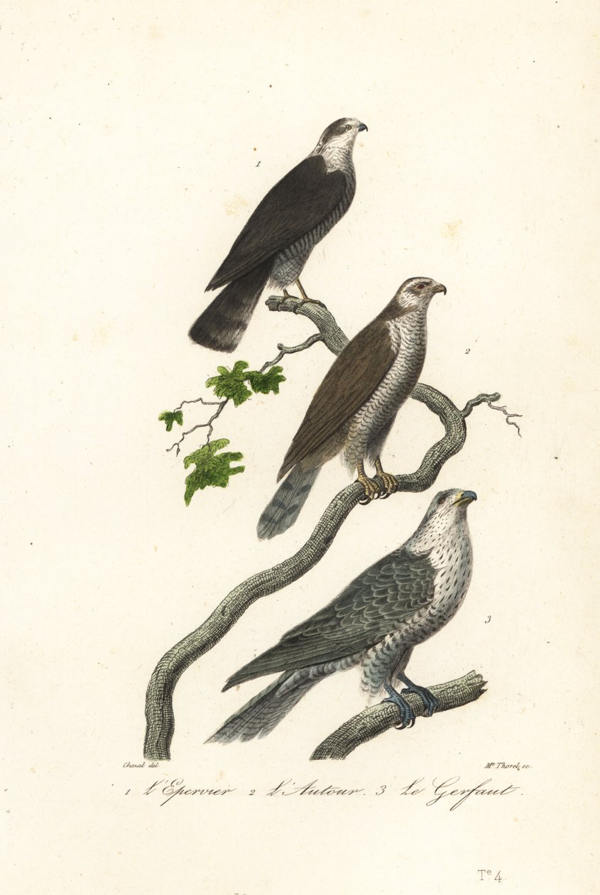 Krahujec, jestřáb a gyrfalcon. od Antoine (after) Chazal