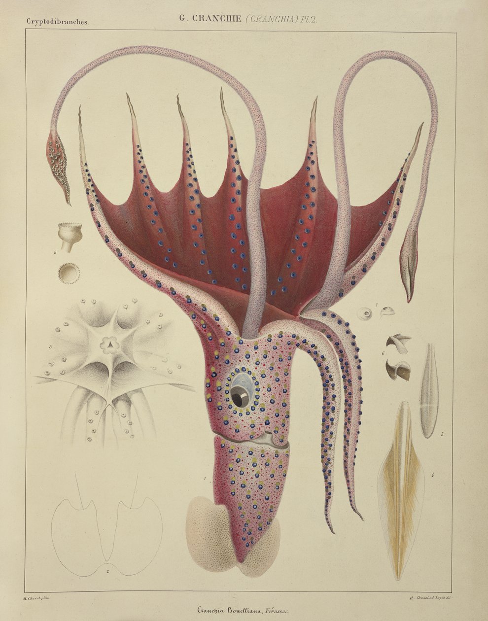 Olihně, Pl.2 z "Histoire Naturelle Generale et Particuliere des Cephalopodes Acetabuliferes", vyd. Ferussac und D