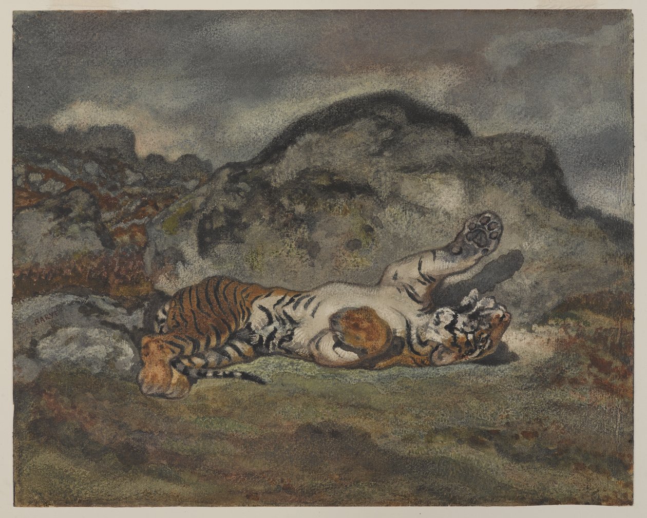 Rolling Tiger, cca 1840 (wc na papíře) od Antoine Louis Barye