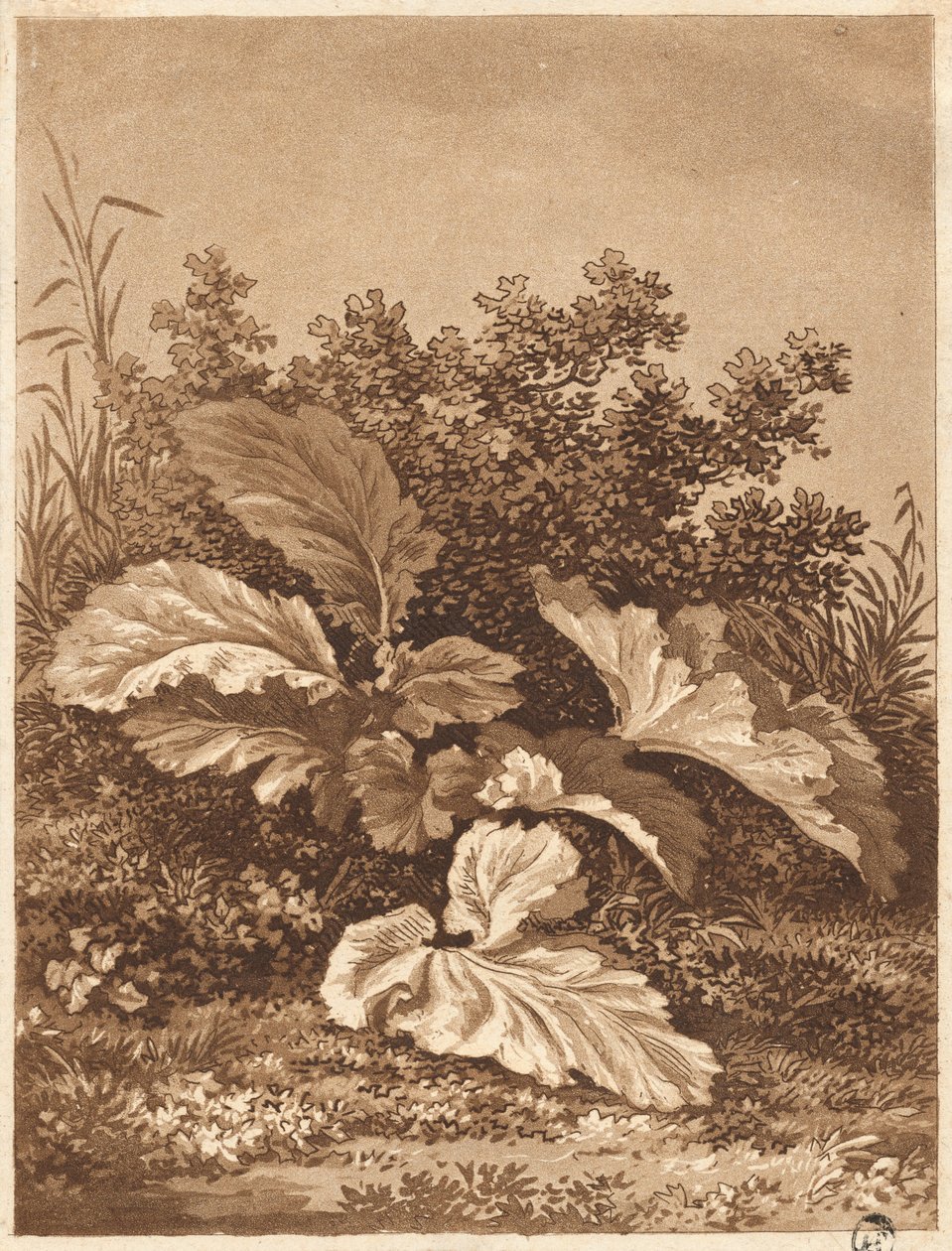 Studie listů, c. 1800. od Anton Balzer