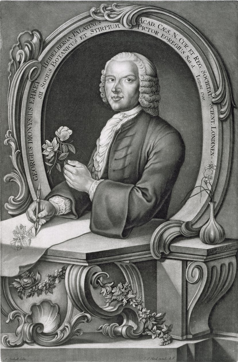 Portrét Georga Dionysia Ehreta (1710-70) vyrytý Johannem Jakobem Haidem (1704-67) od Anton Heckel