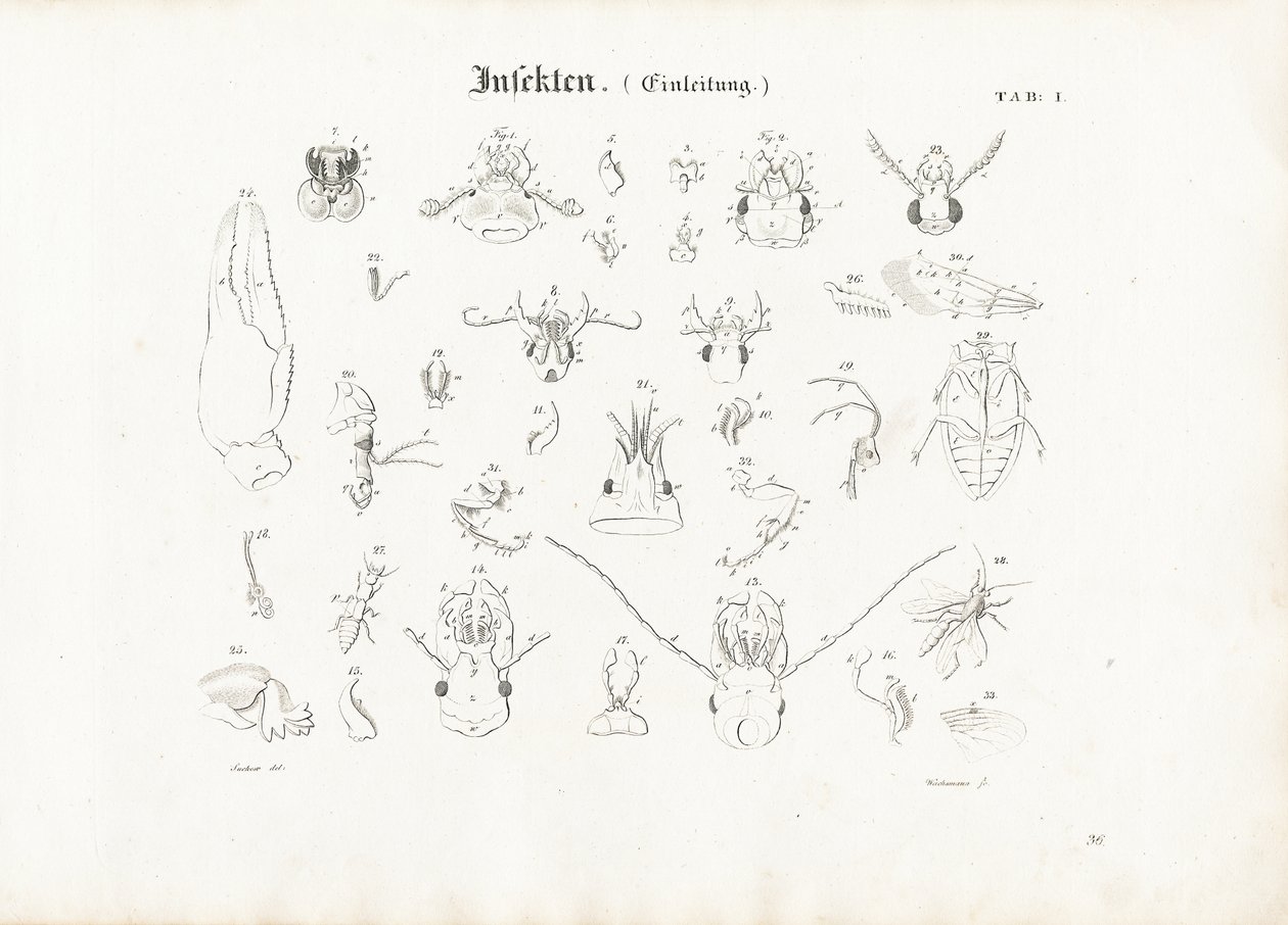 Anatomie hmyzu od Anton Wachsmann