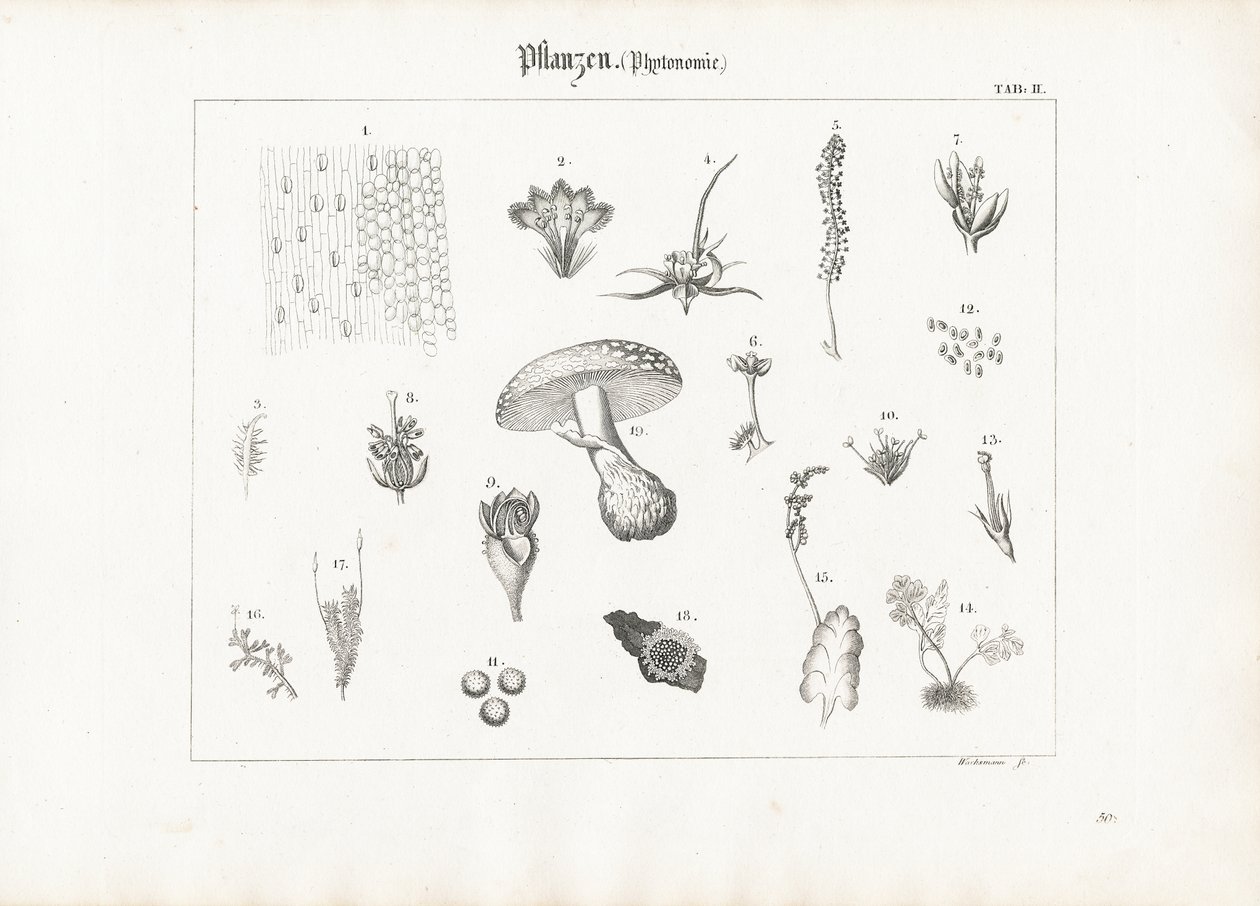 Anatomie rostlin a formy hub od Anton Wachsmann