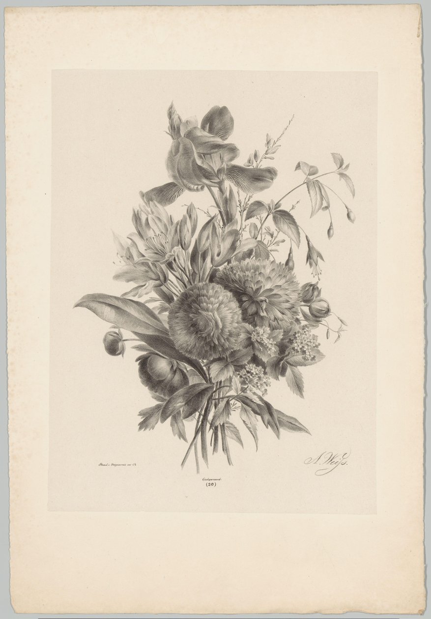 Karafiáty a lilie Flower and Fruit Studies (...) 10. epizoda (název série) od Anton Weiss