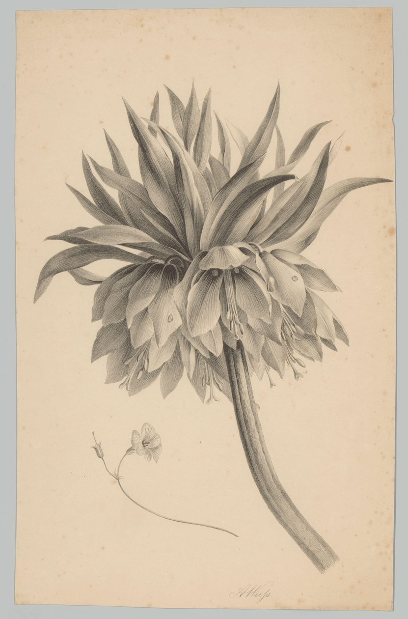 Květ na stonku Flower and Fruit Studies (...) 3. epizoda (název série) od Anton Weiss