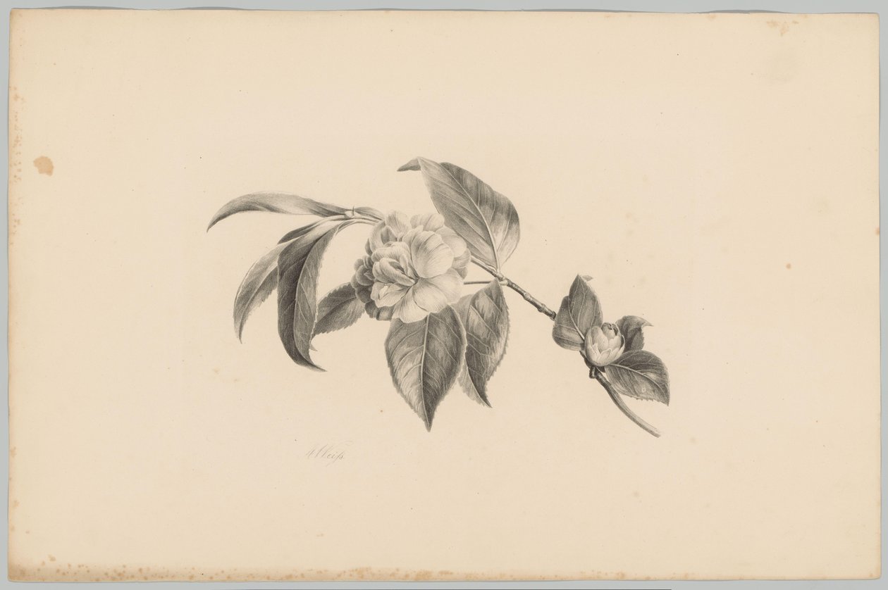 Květiny Flower and Fruit Studies (...) 3. epizoda (název série) od Anton Weiss