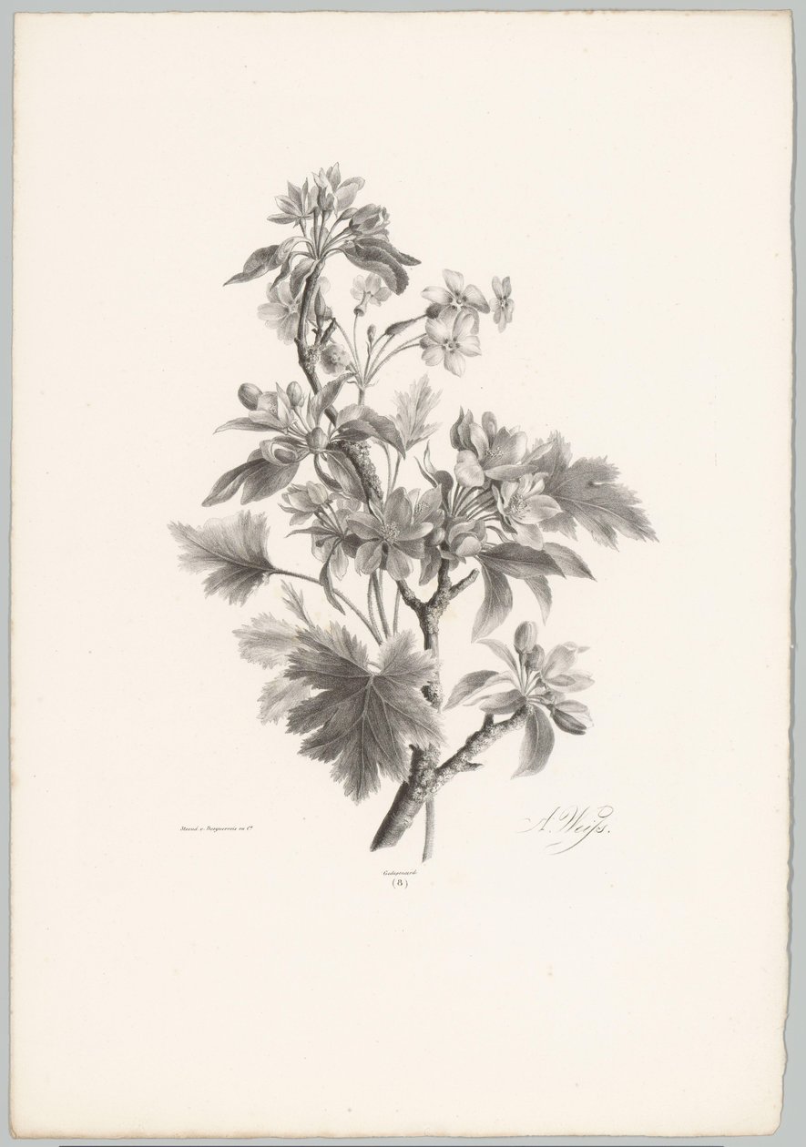Květiny na větvi Flower and Fruit Studies (...) 10. epizoda (název série) od Anton Weiss