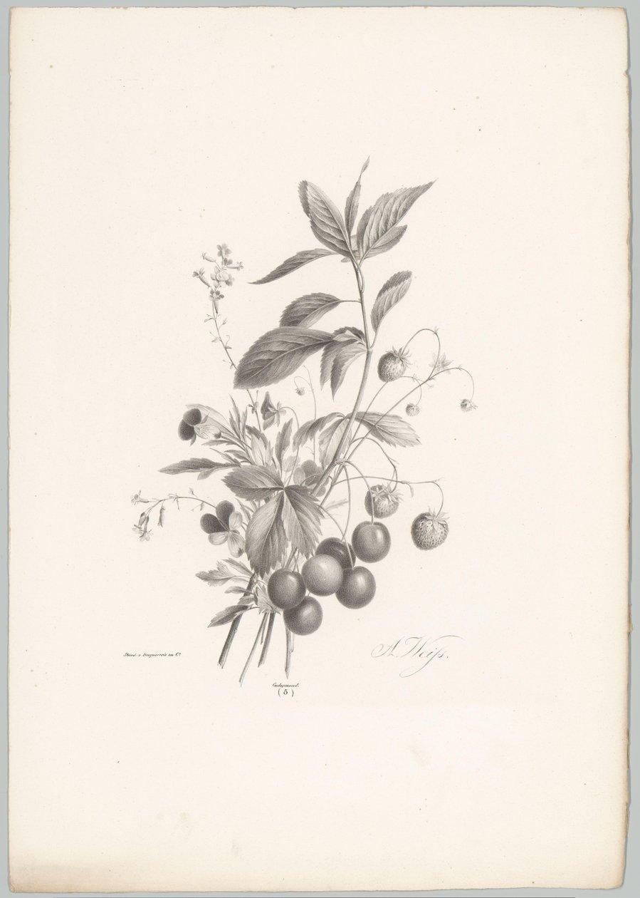 Květiny, jahody a třešně Flower and Fruit Studies (...) 10. epizoda (název série) od Anton Weiss
