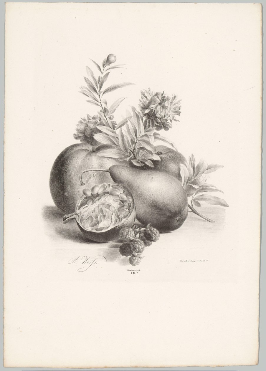 Květiny, jablka, hrušky, granátové jablko a ostružiny Flower and Fruit Studies (...) 10. epizoda (název série) od Anton Weiss