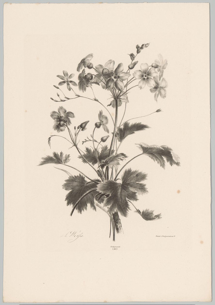 Květiny s trny Flower and Fruit Studies (...) 10. epizoda (název série) od Anton Weiss