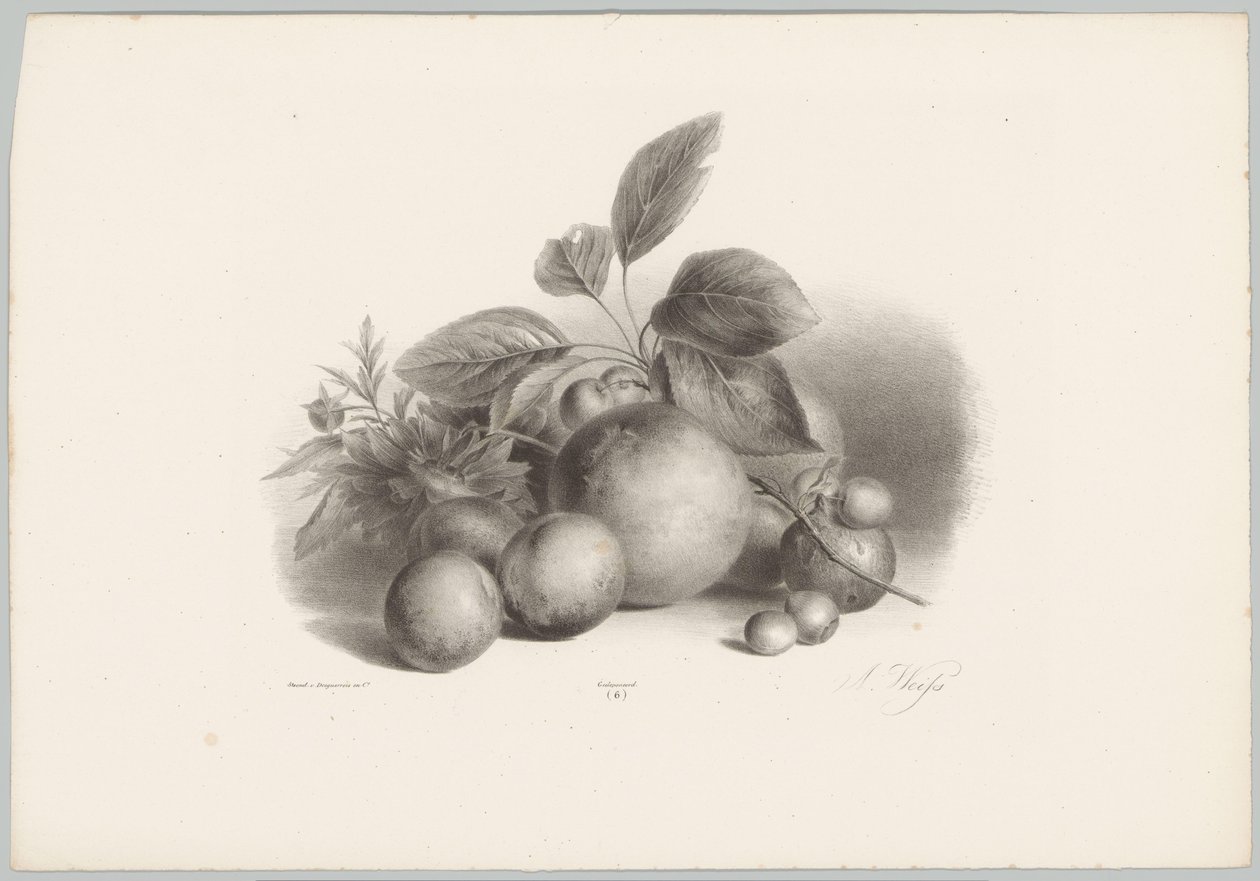 Květiny, nektarinky a lískové ořechy Flower and Fruit Studies (...) 10. epizoda (název série) od Anton Weiss