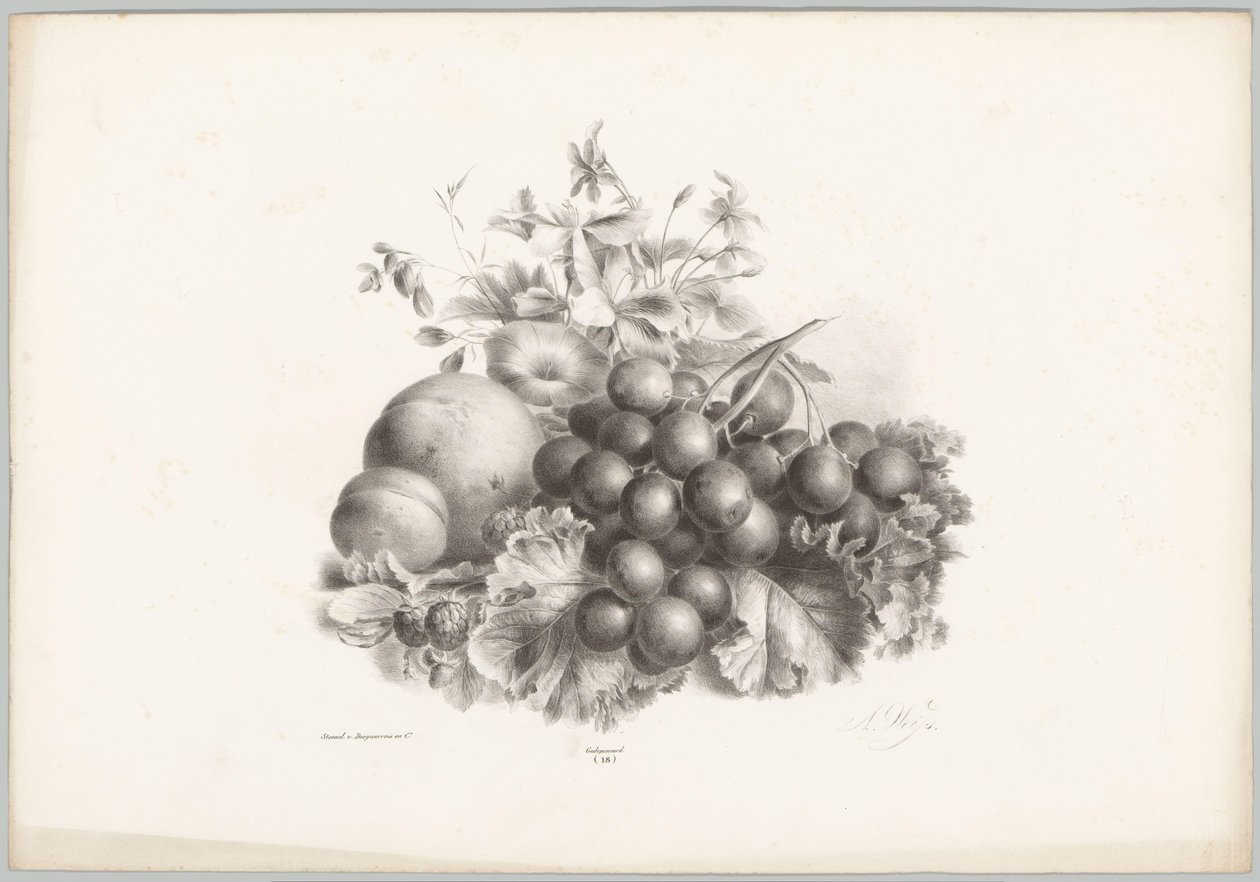 Květiny, broskev, nektarinka, hrozny a ostružiny Flower and Fruit Studies (...) 10. epizoda (název série) od Anton Weiss