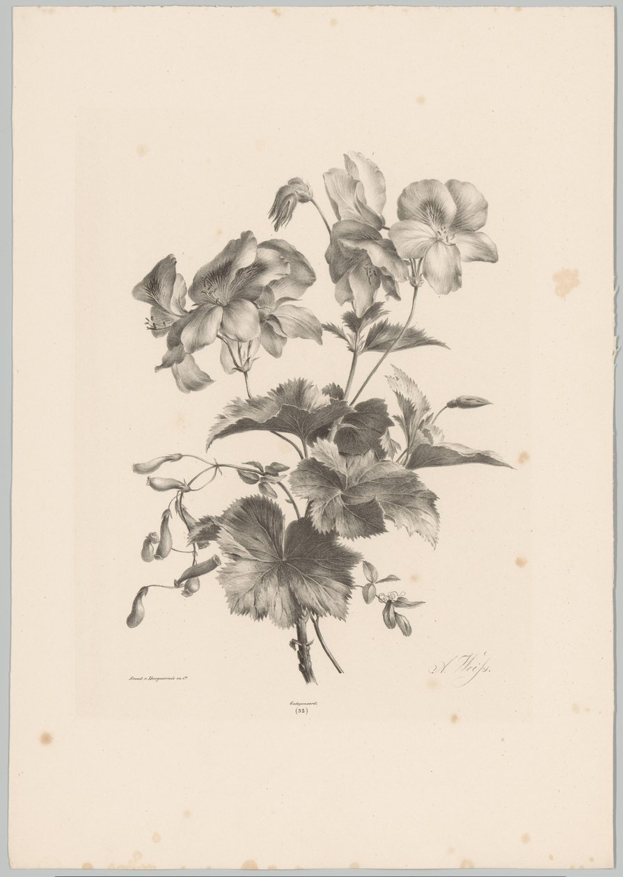 Různé květiny Flower and Fruit Studies (...) 10. epizoda (název série) od Anton Weiss