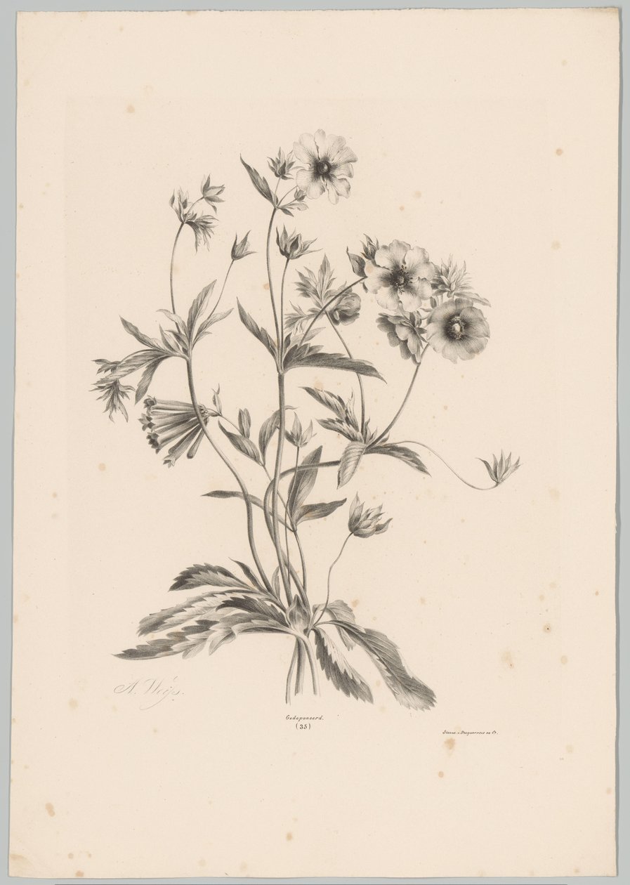 Různé květiny Flower and Fruit Studies (...) 10. epizoda (název série) od Anton Weiss