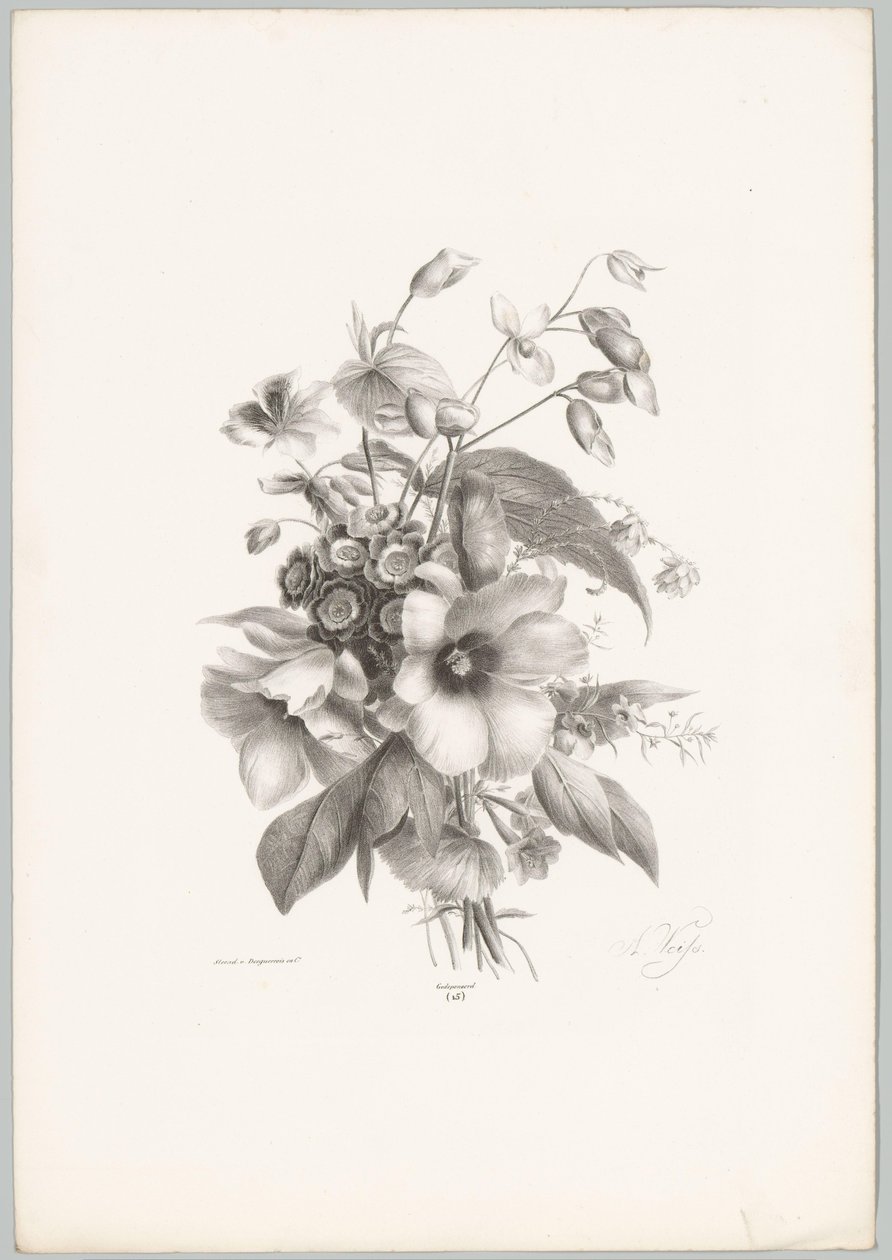 Různé květiny Flower and Fruit Studies (...) 10. epizoda (název série) od Anton Weiss