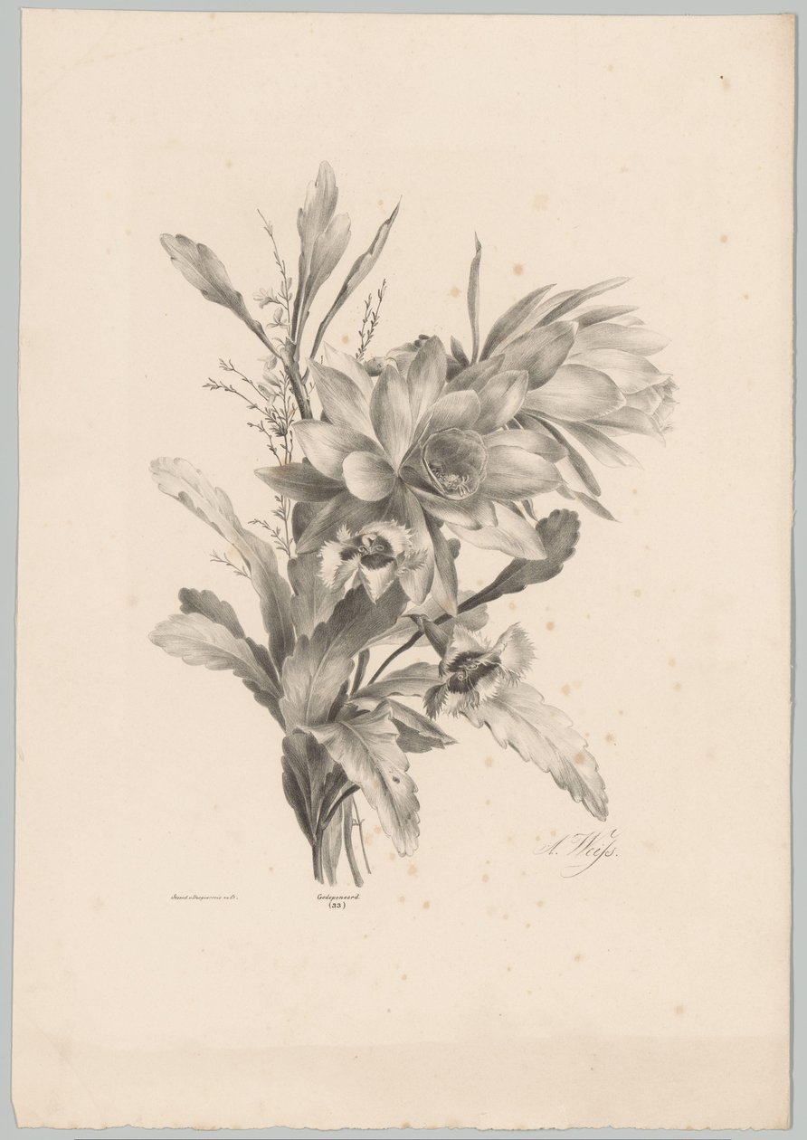 Různé květiny Flower and Fruit Studies (...) 10. epizoda (název série) od Anton Weiss