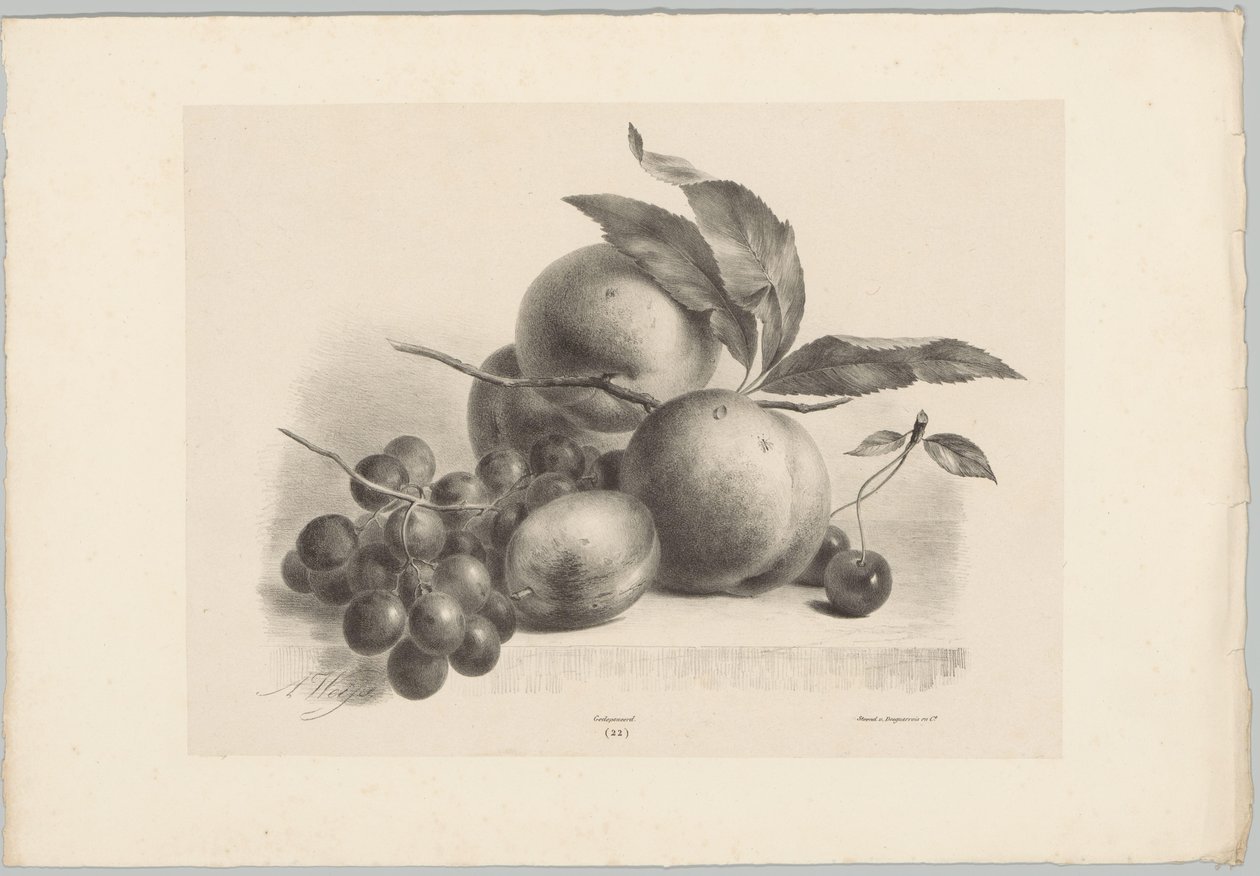 Hrozny, švestky, broskve a třešně Flower and Fruit Studies (...) 10. epizoda (název série) od Anton Weiss