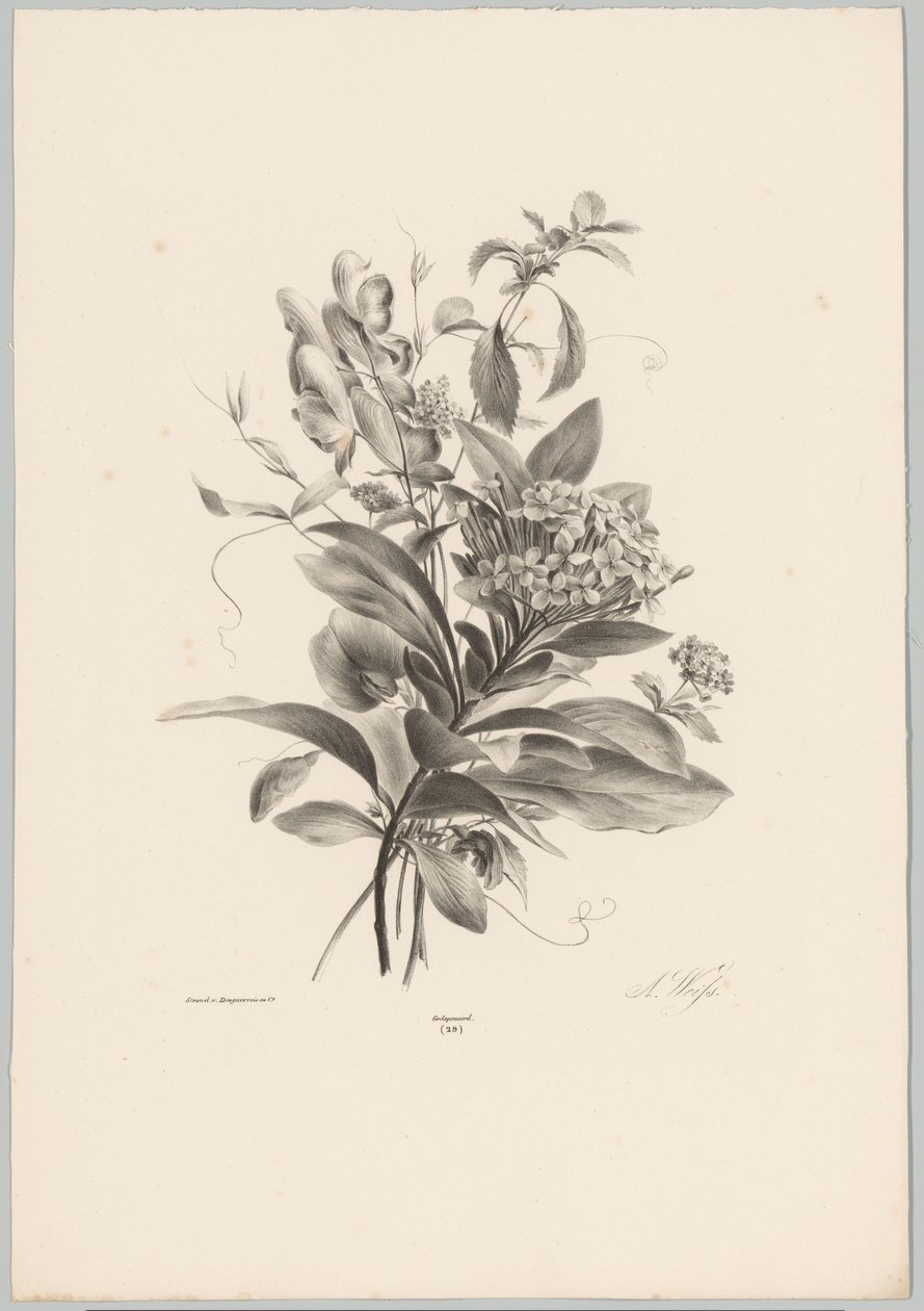 Hortenzie a další květiny Flower and Fruit Studies (...) 10. epizoda (název série) od Anton Weiss
