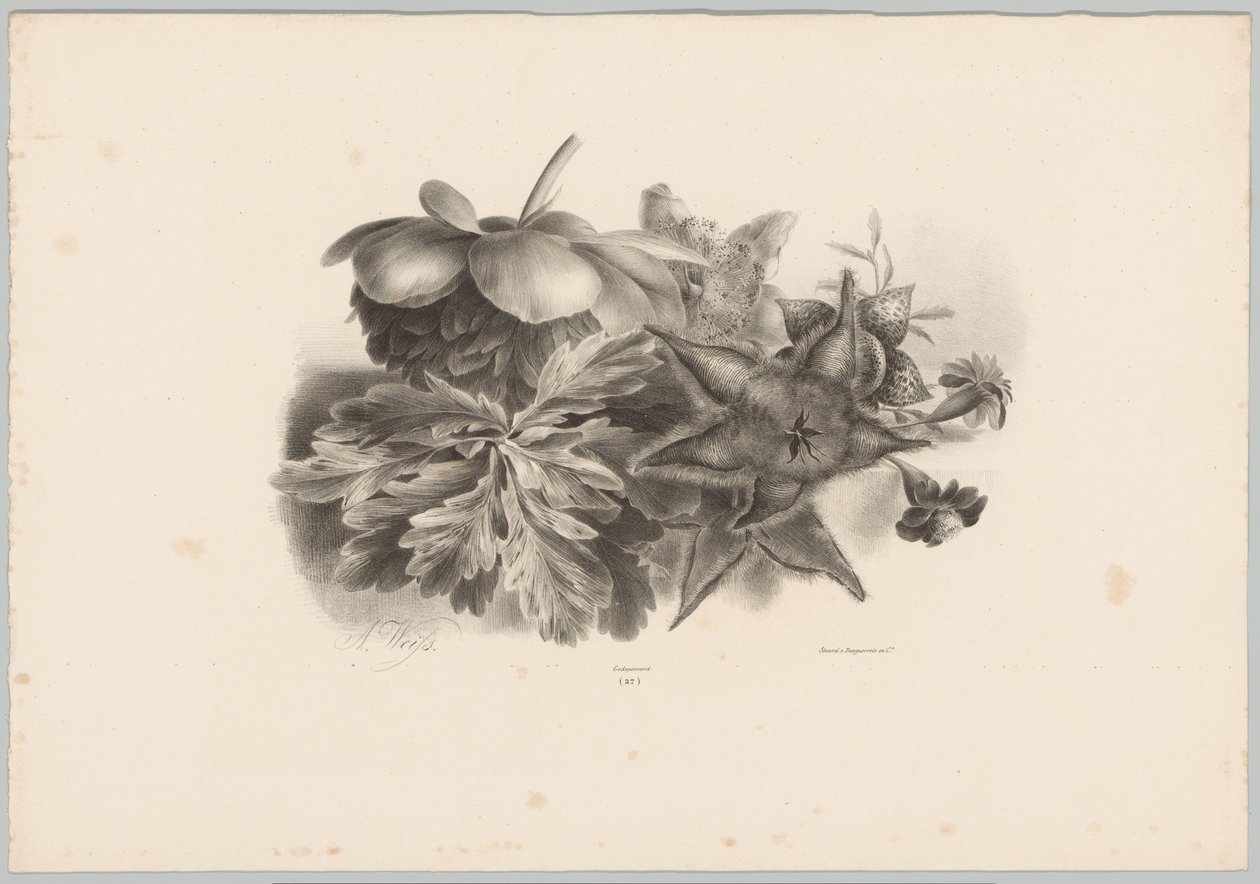 Mučenky a listy Flower and Fruit Studies (...) 10. epizoda (název série) od Anton Weiss