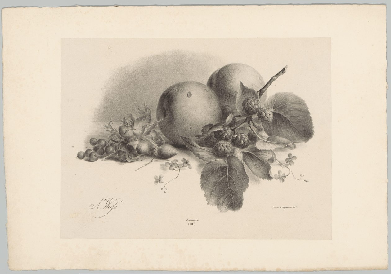 Broskve, bobule, lískové ořechy a ostružiny Flower and Fruit Studies (...) 10. epizoda (název série) od Anton Weiss