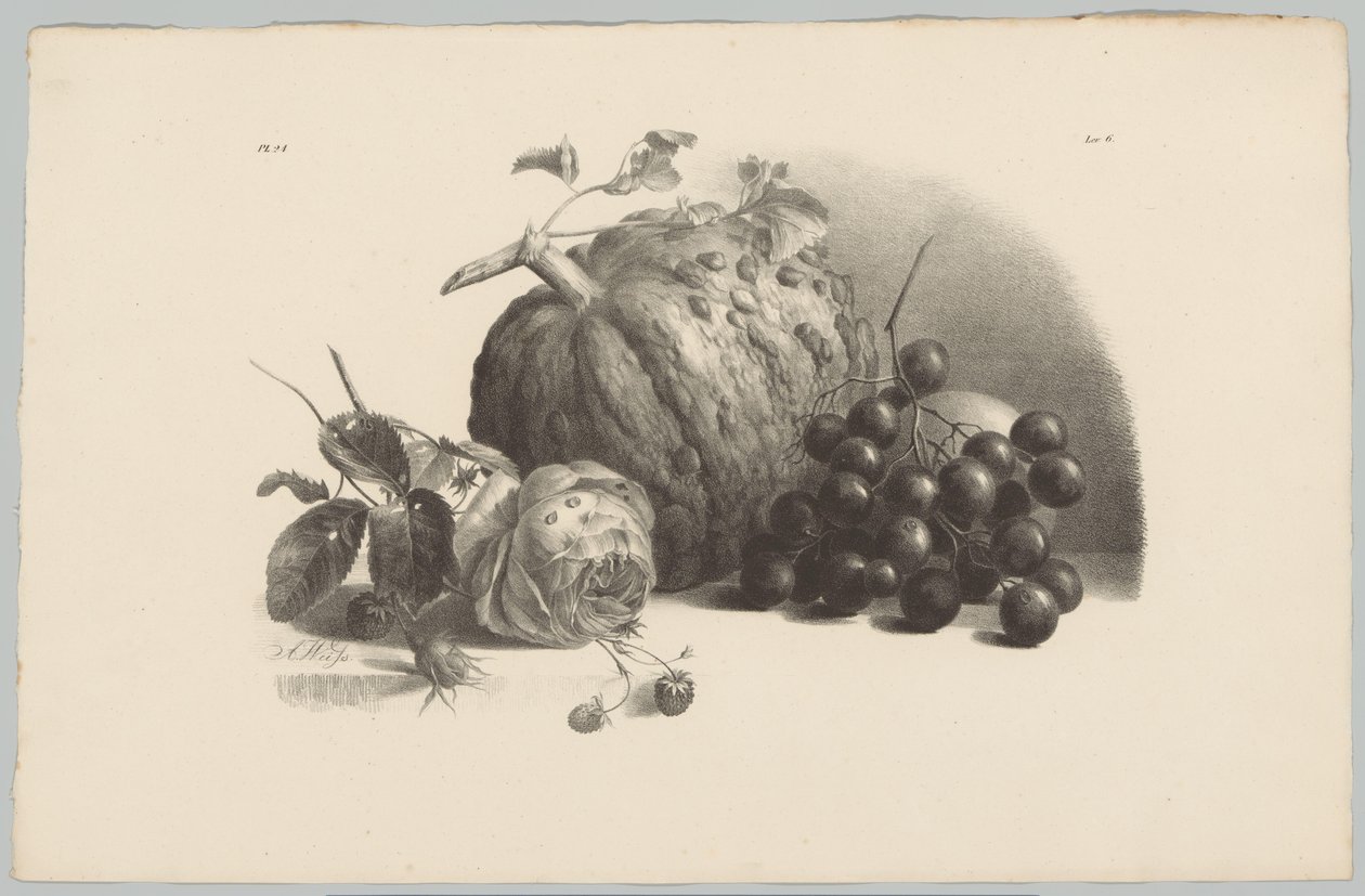 Dýně, hrozny, růže a jahody Flower and Fruit Studies (...) 3. epizoda (název série) od Anton Weiss