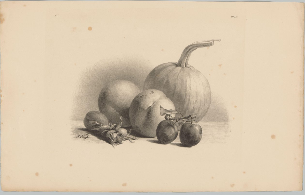 Dýně, broskve, meruňky, švestky a lískové ořechy Flower and Fruit Studies (...) 3. epizoda (název série) od Anton Weiss