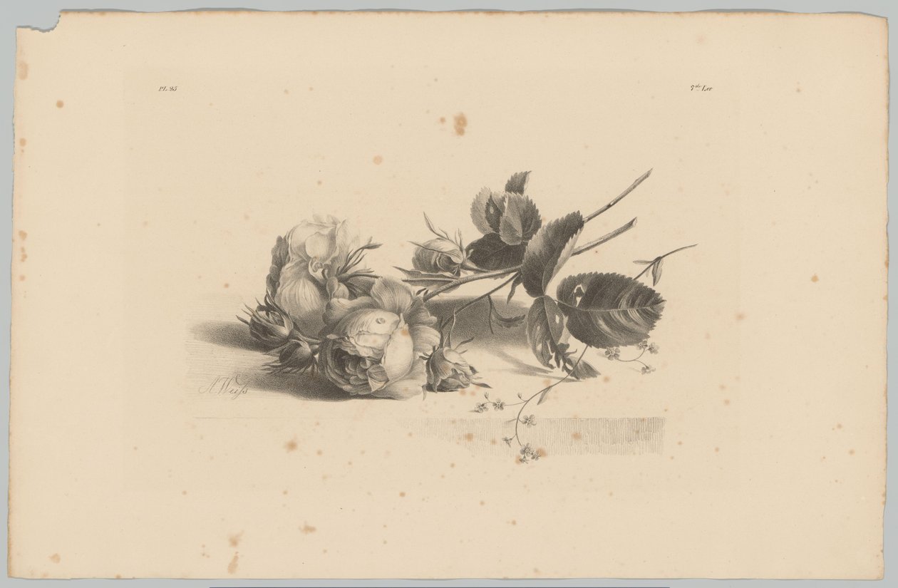 růže Flower and Fruit Studies (...) 3. epizoda (název série) od Anton Weiss