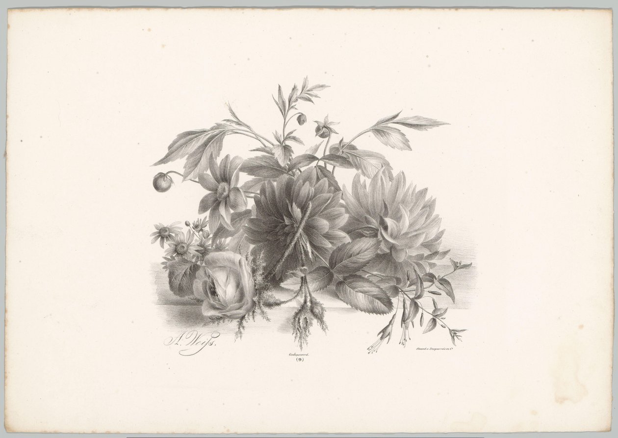 Růže, jiřiny a fuchsie Flower and Fruit Studies (...) 10. epizoda (název série) od Anton Weiss