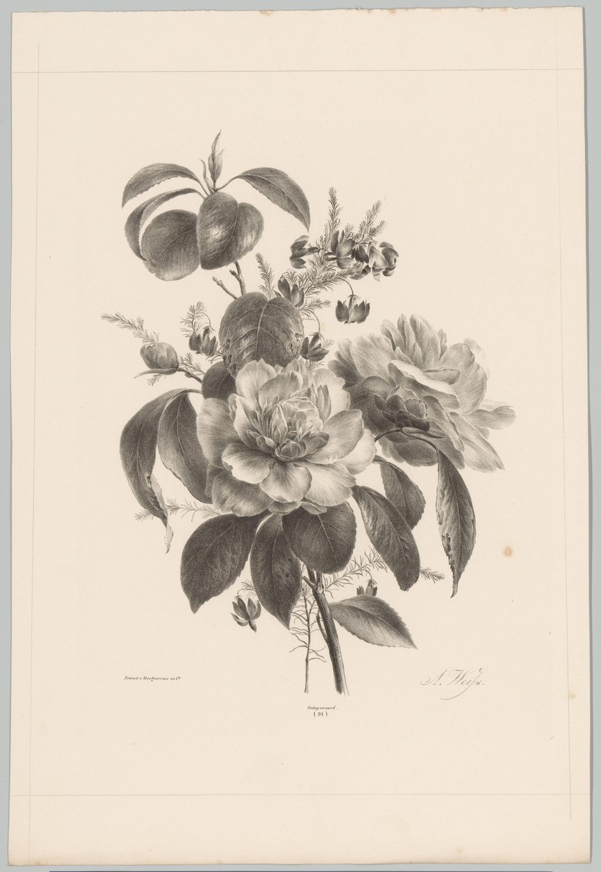 Růže a jiné květiny Flower and Fruit Studies (...) 10. epizoda (název série) od Anton Weiss