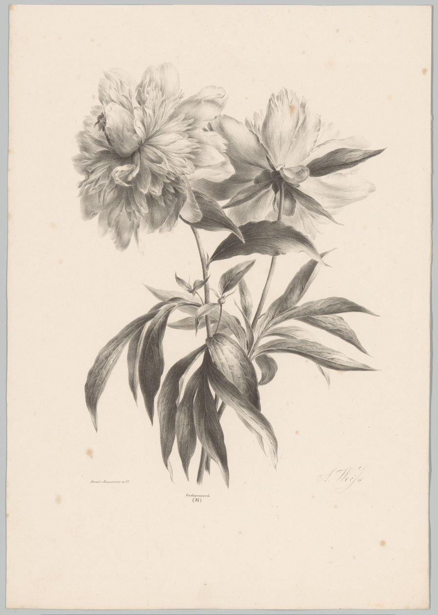 dvě květiny Flower and Fruit Studies (...) 10. epizoda (název série) od Anton Weiss