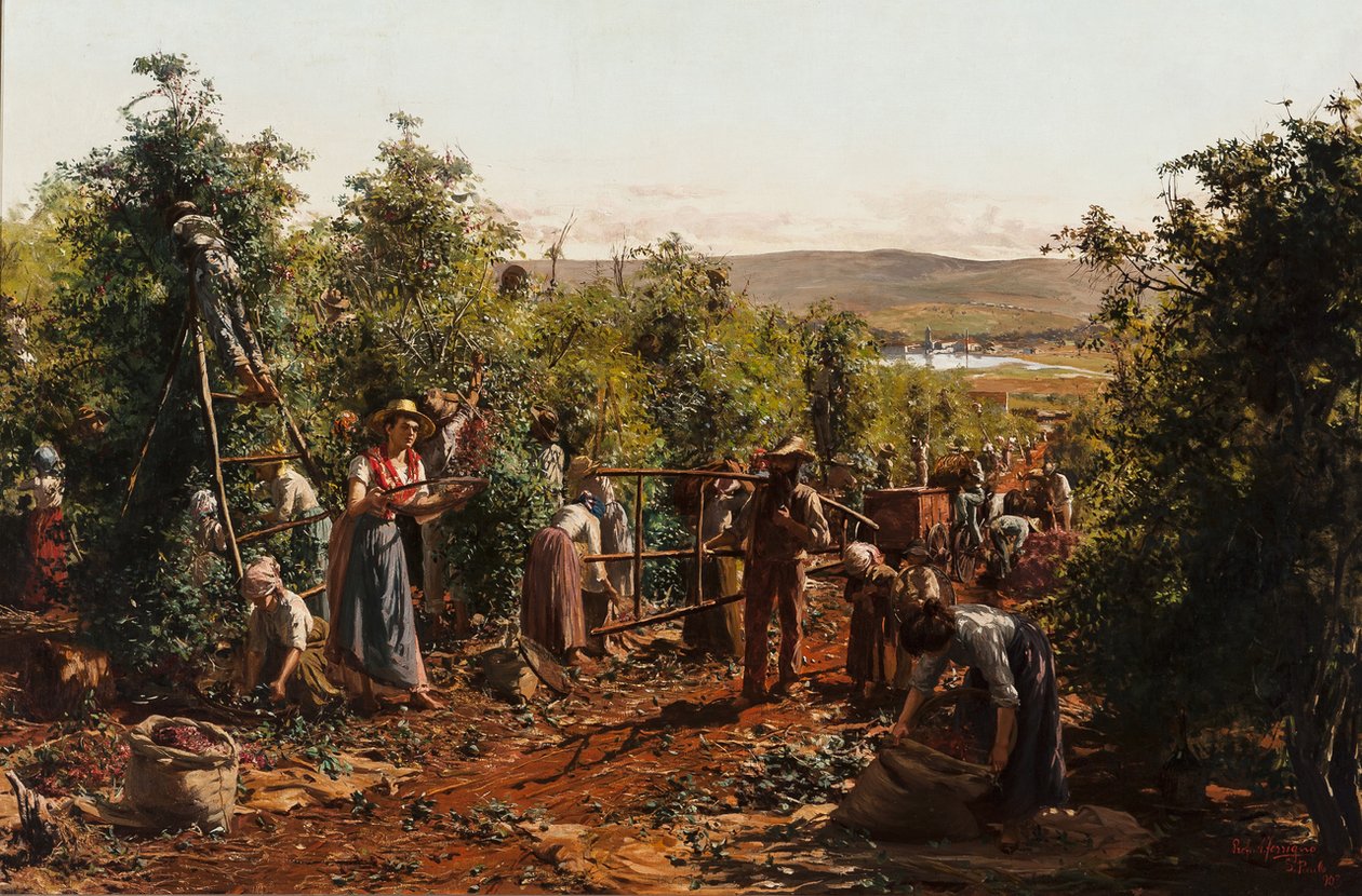 Sklizeň, Fazenda Santa Gertrudes - Araras, SPn od Antonio Ferrigno