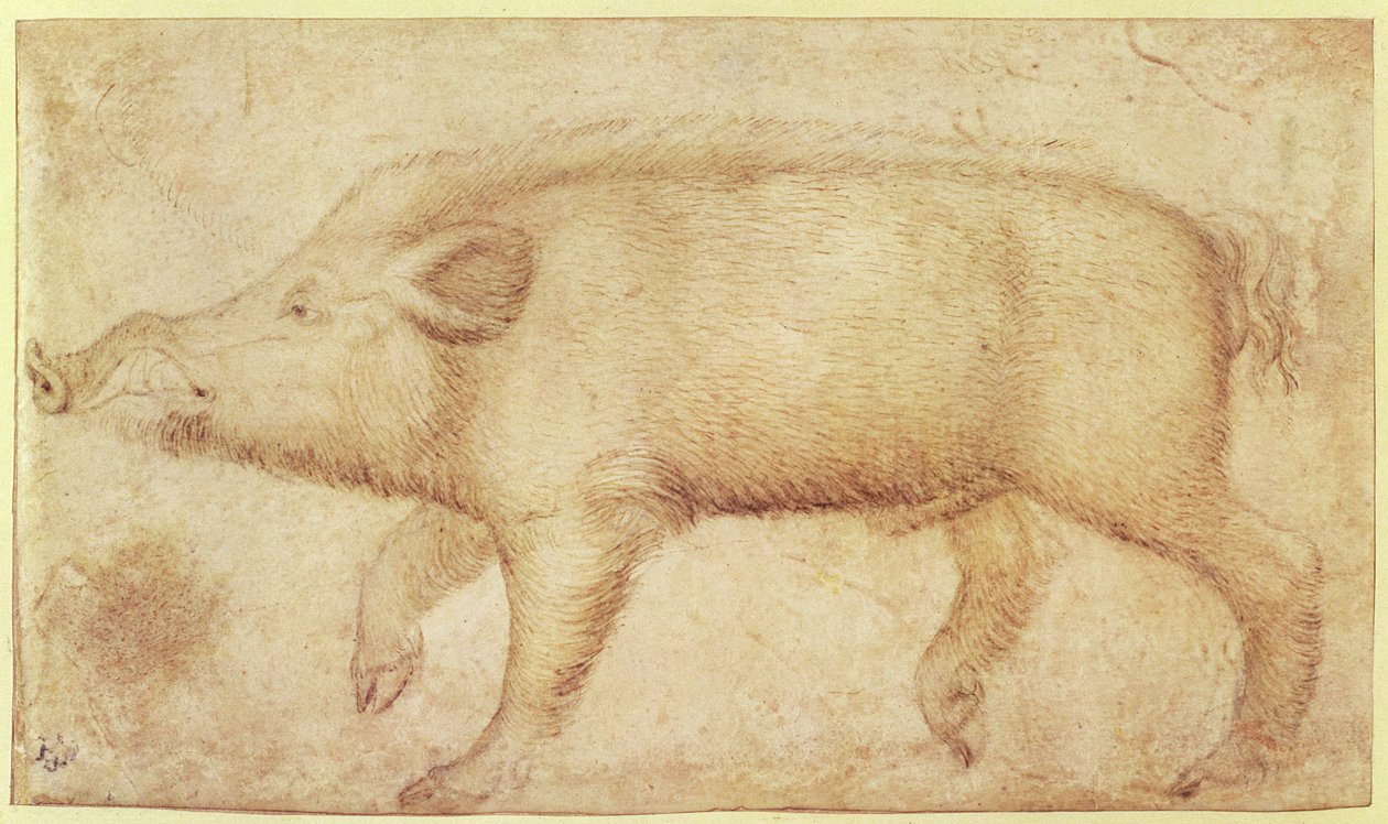 Divoké prase (křída a inkoust na pergamenu) od Antonio Pisanello