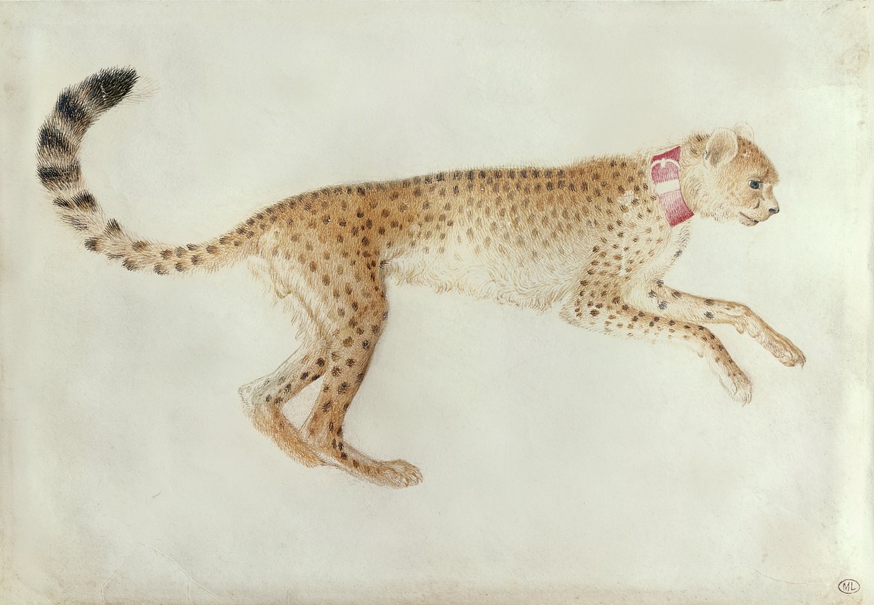 Ohraničující gepard s červeným límcem (wc na pergamenu) od Antonio Pisanello
