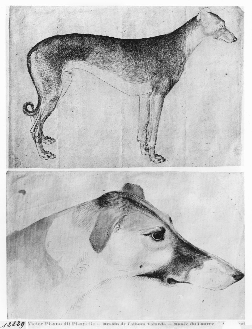 Greyhound a hlava chrta z alba The Vallardi od Antonio Pisanello