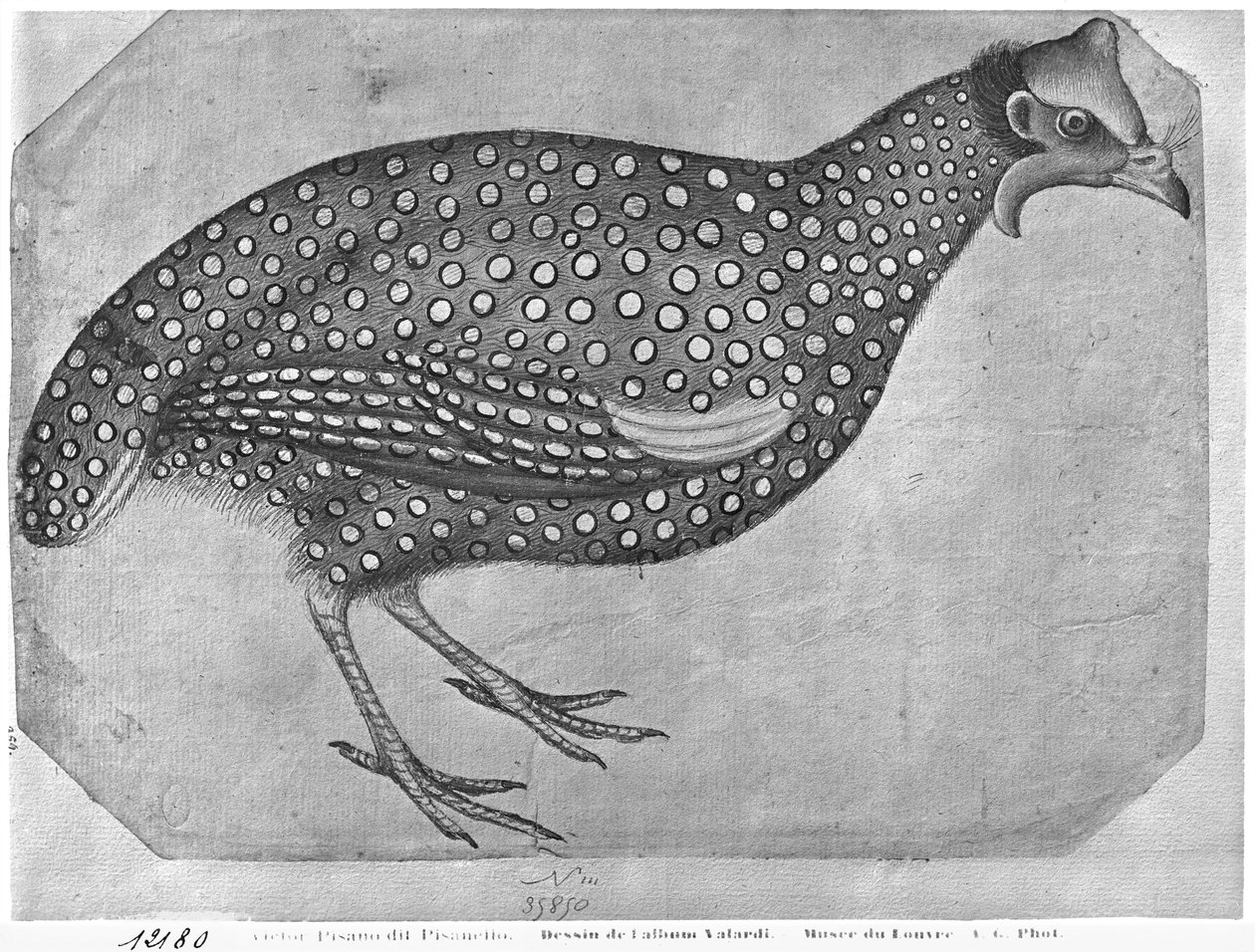 Guinea Fowl, z The Vallardi Album (pero, inkoust a wc na papíře) od Antonio Pisanello