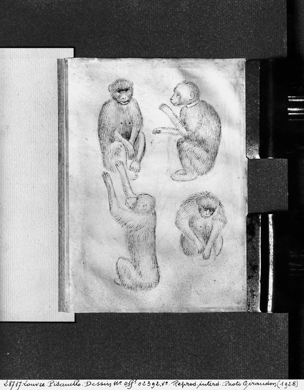 Opice, z alba Vallardi od Antonio Pisanello