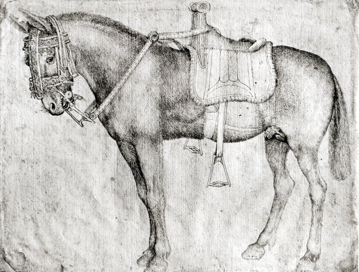 Mule, z alba Vallardi od Antonio Pisanello
